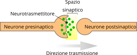 Neurone presinaptico e postsinaptico nella sinapsi chimica
